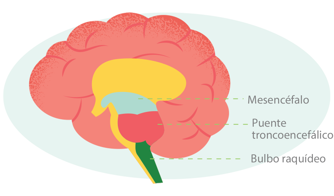 Ilustración de un cerebro con el mesencéfalo, el puente troncoencefálico y el bulbo raquídeo etiquetados